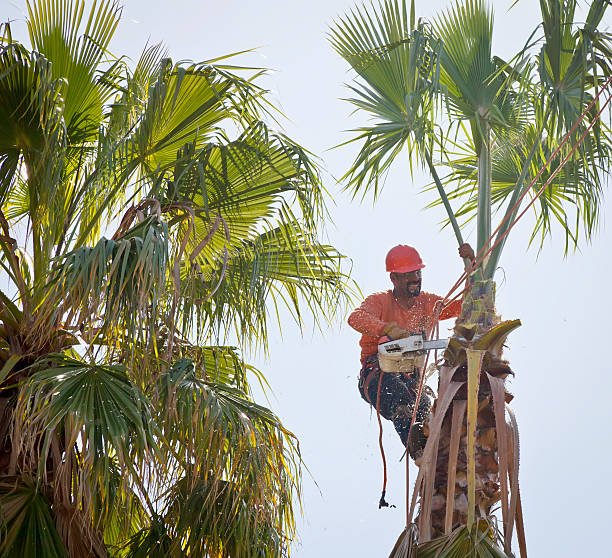 Palm Tree Trimming in Grand Junction, CO